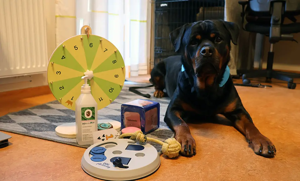 Börje ligger bredvid ett snurrhjul, en flaska handsprit en kub och andra verktyg som används i undervisningen.