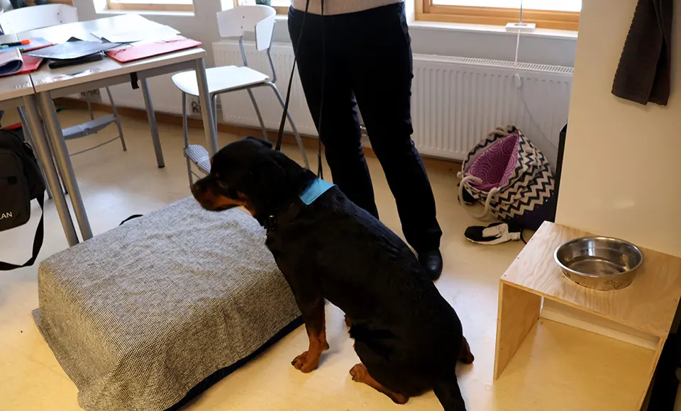 Hunden Börje sitter bredvid Linda som står framme i klassrummet.