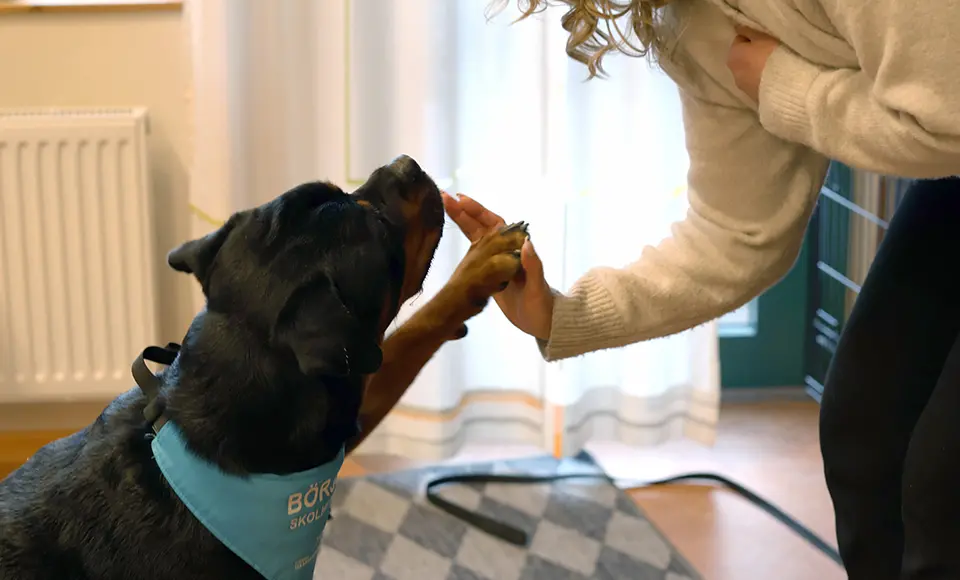 En hund och människa gör en high-five hälsning.